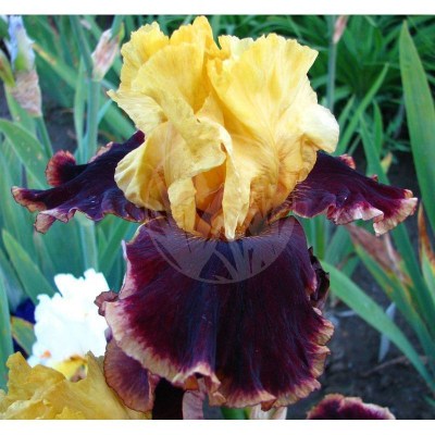 Ruling Lord IMG_5716UPR